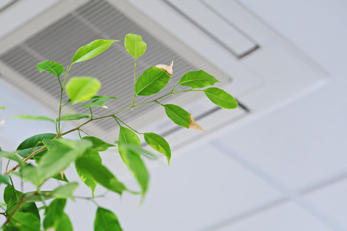 Ficus green leaves on the background ceiling air conditioner in modern office or at home. Indoor air quality concept