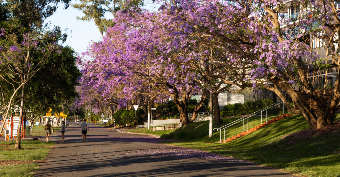 Walking path under jacaranda trees in the Brisbane green infrastructure