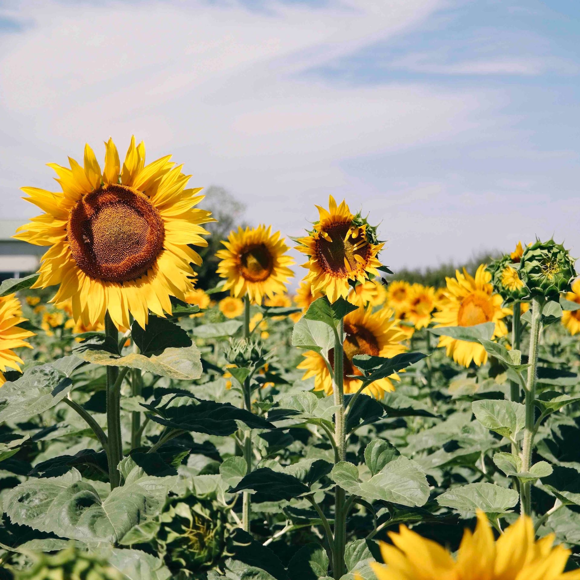 photo of sunflowers and blue sky