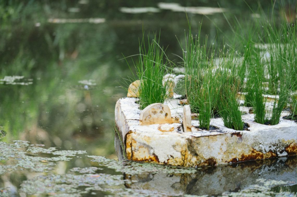 artificial wetlands using mycelium