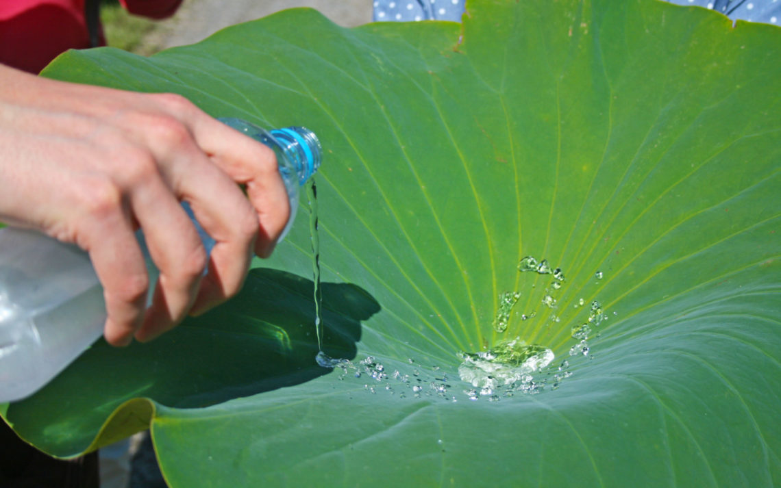 Lotus leaf